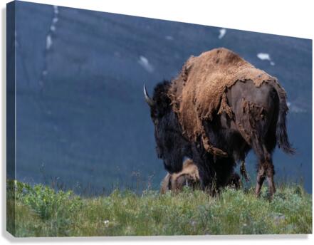 Male Bison Canvas Print