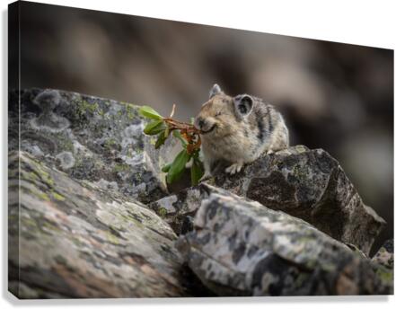 American Pika Canvas Print