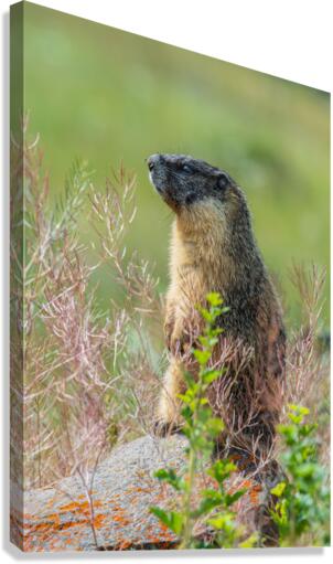 Yellow-bellied Marmot Canvas Print