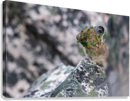 American Pika Canvas Print
