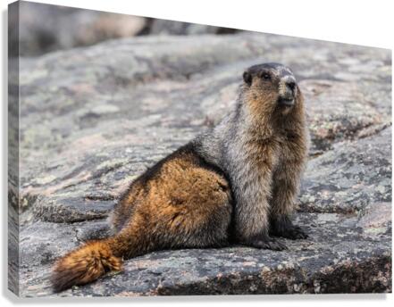 Hoary Marmot Canvas Print