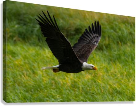 Bald Eagle Canvas Print