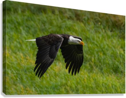 Bald Eagle Canvas Print