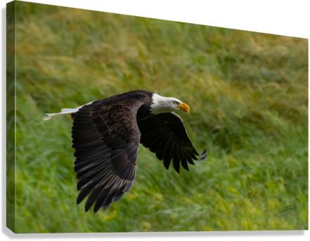 Bald Eagle Canvas Print