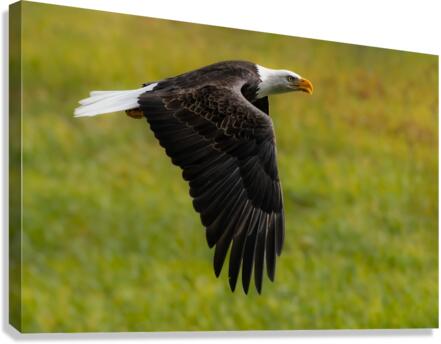 Bald Eagle Canvas Print
