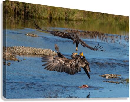 Juvenile Bald Eagles Canvas Print