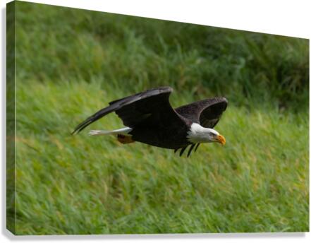 Bald Eagle Canvas Print