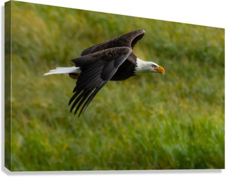 Bald Eagle Canvas Print