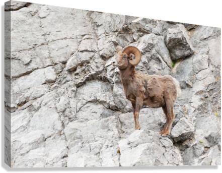 Bighorn Ram Canvas Print