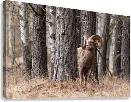 Bighorn Ram Canvas Print