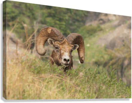 Bighorn Ram Canvas Print