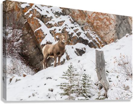 Bighorn Ram Canvas Print
