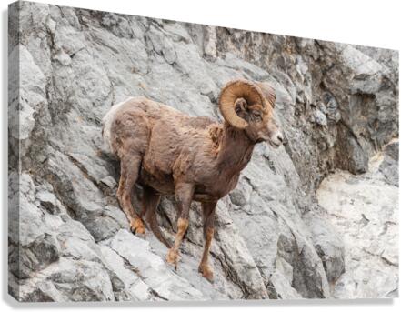 Bighorn Ram Canvas Print