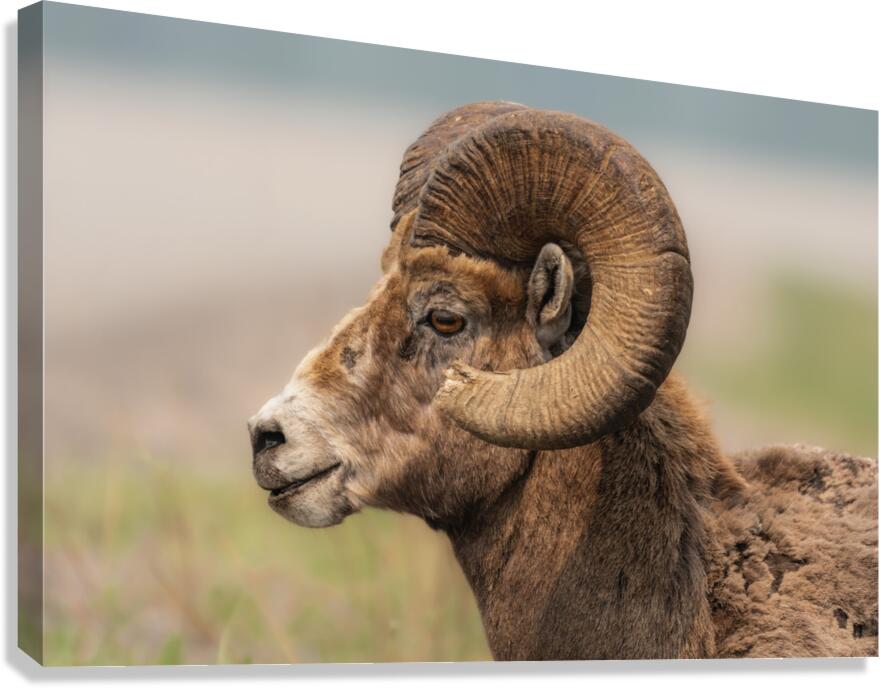 Bighorn Ram Canvas Print