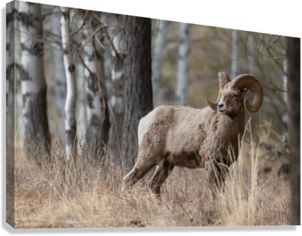 Bighorn Ram Canvas Print
