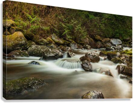Forest Stream Canvas Print