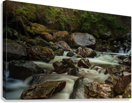 Forest Stream Canvas Print
