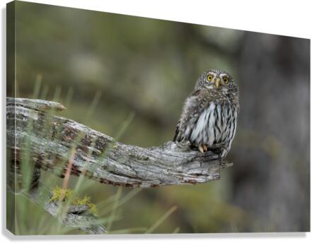 Northern Pygmy Owl Canvas Print