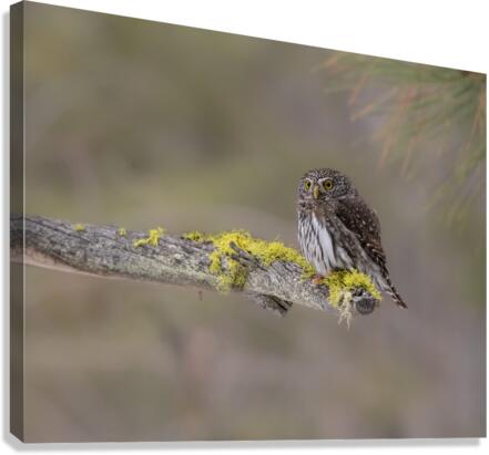 Northern Pygmy Owl Canvas Print