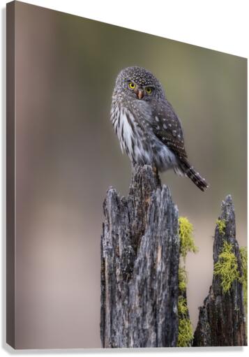 Northern Pygmy Owl Canvas Print