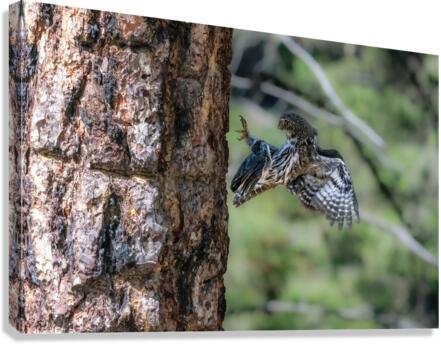 Northern Pygmy Owl Canvas Print