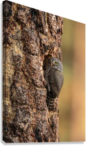 Northern Pygmy Owl Canvas Print