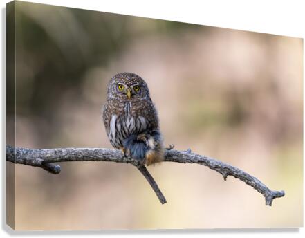Northern Pygmy Owl Canvas Print