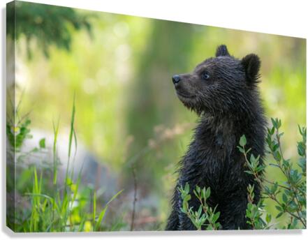 Grizzly Cub Canvas Print