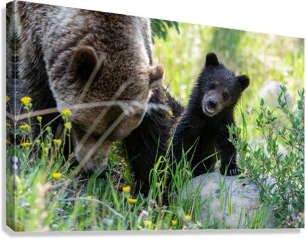 Grizzly Cub Canvas Print
