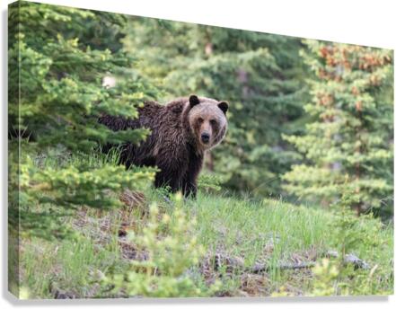 Grizzly Bear Canvas Print