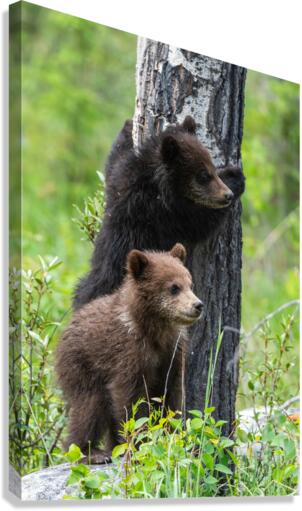 Grizzly Cubs Canvas Print