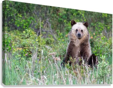 Grizzly Cub Canvas Print