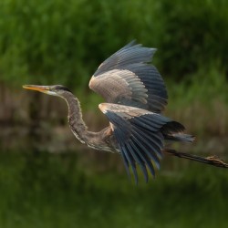 Great Blue Heron