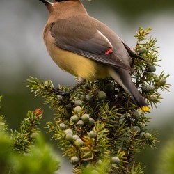 Cedar Waxwing