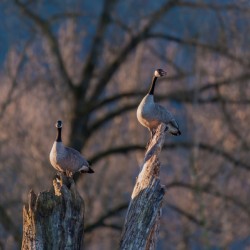 Canadian Geese