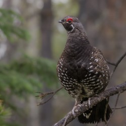 Male Spruce Grouse
