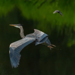 Great Blue Heron