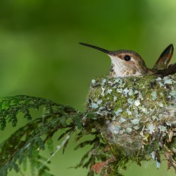 Female Rufous Hummingbird