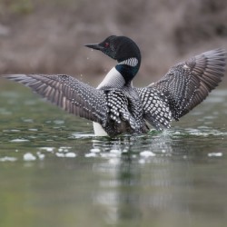 Common Loon