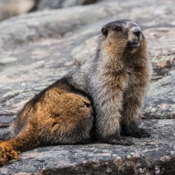 Hoary Marmot