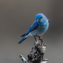 Male Mountain Bluebird