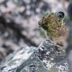 American Pika