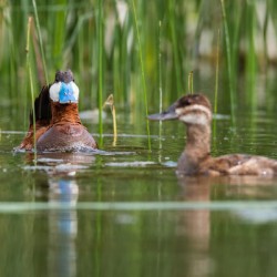 Ruddy Ducks