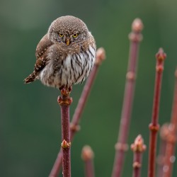 Northern Pygmy Owl