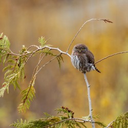 Northern Pygmy Owl