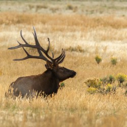 Bull Elk