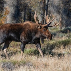 Bull Moose