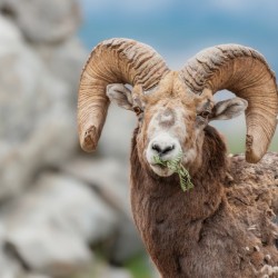 Bighorn Ram