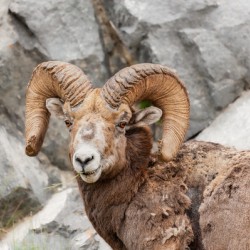 Bighorn Ram