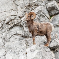Bighorn Ram